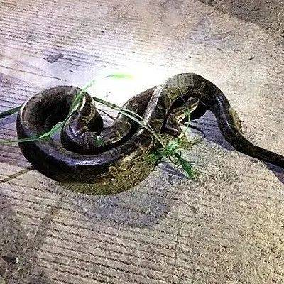 生物恐怖片的独特魅力