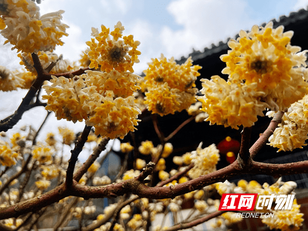 枝条|组图丨绥宁：“爱情树”结香花开 邂逅浪漫春天