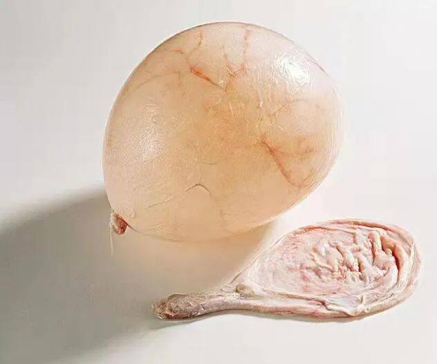 再精壮的汉子也无法抵挡猪尿泡的诱惑