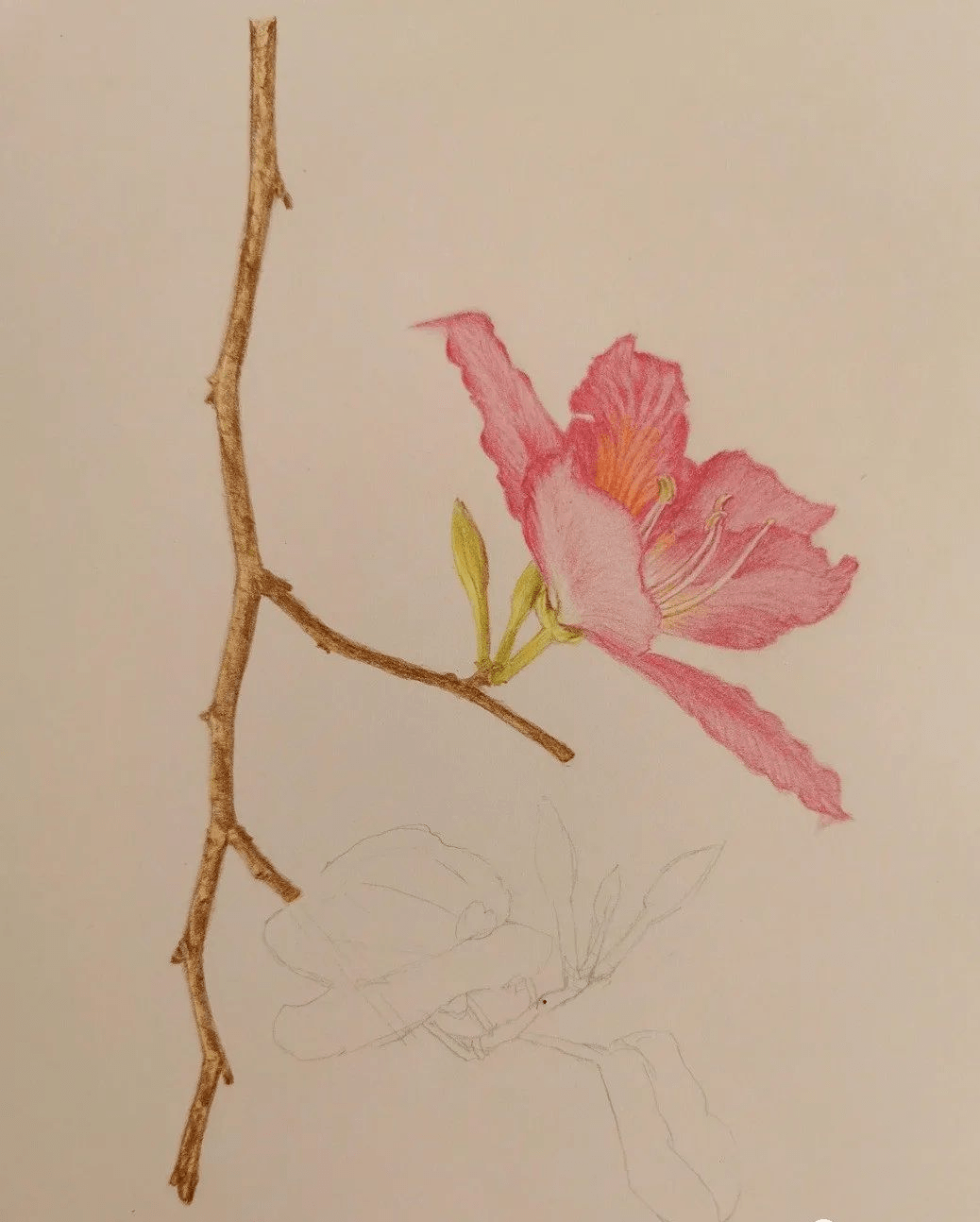 彩铅紫荆花步骤教程