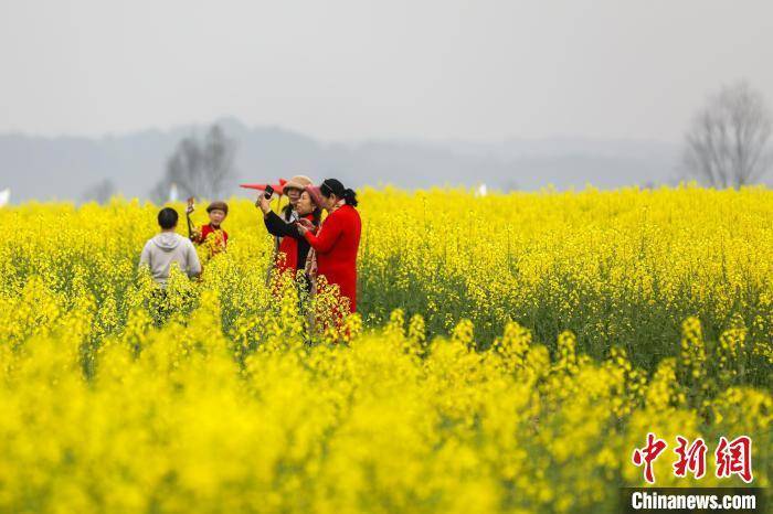 油菜花|江西万安乡村油菜花绽放 春暖花开醉游人