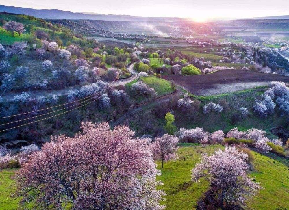 伊犁杏花沟春天的山坡上满是盛开的粉色杏树花美若世外桃源