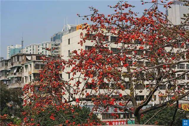 满园春色|赏桃花何须远行，桃花故里最仙境，广州白云山桃花涧让人流连忘返