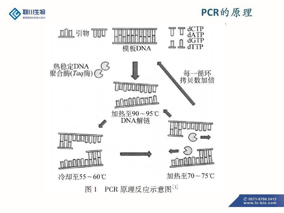 pcr原理及扩增影响条件相关知识分享