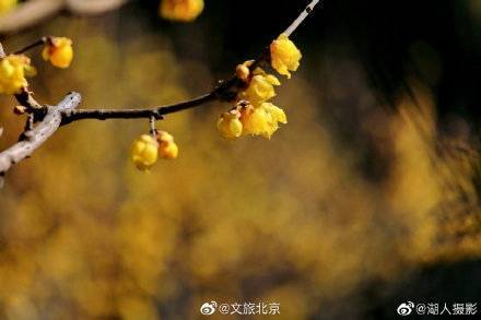 湖人|北京植物园卧佛寺蜡梅迎春