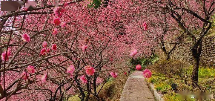 黄山南大门花谷图片