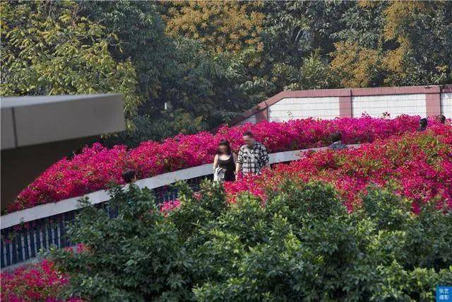 满园春色|赏桃花何须远行，桃花故里最仙境，广州白云山桃花涧让人流连忘返