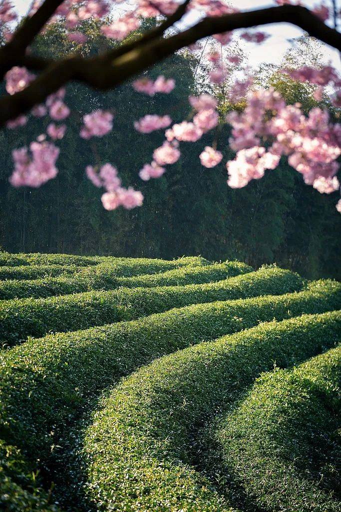 赏樱|3月，给春天“搞点颜色”看看