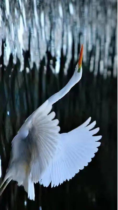 记者眼中的汾河美景一行白鹭上青天