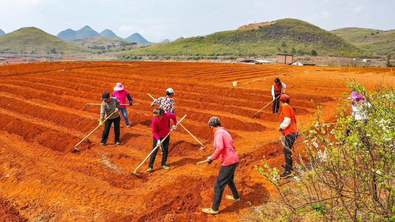 广西平乐:万亩红土地 葛根春种忙_种植_王战飞_平乐县