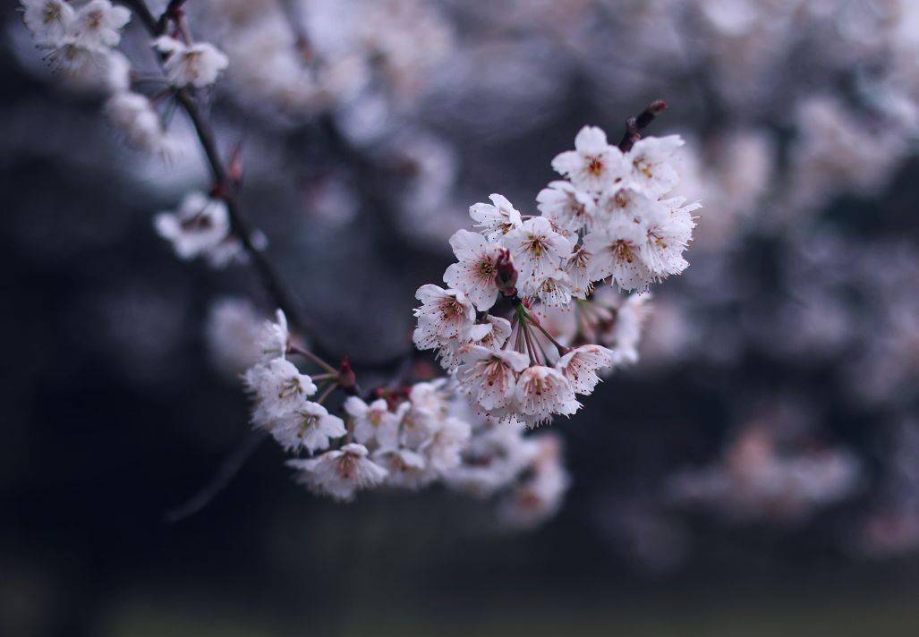 攻略|又见花开都江堰 | 三月赏花攻略来袭，快来邂逅“花花世界”！