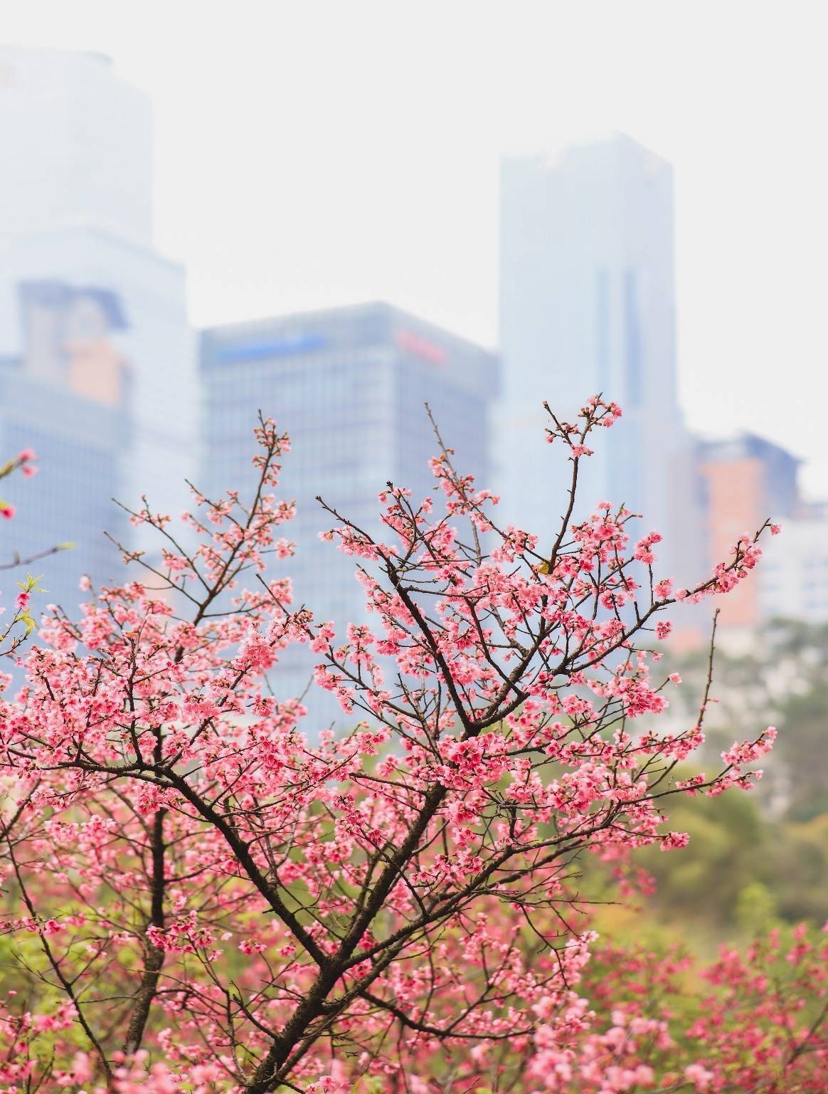 唐志强|广西南宁：樱花已灿 春来风暖