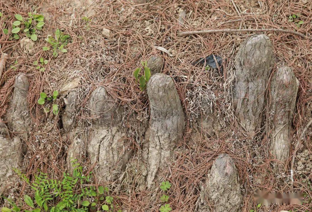 观察一棵树水杉14