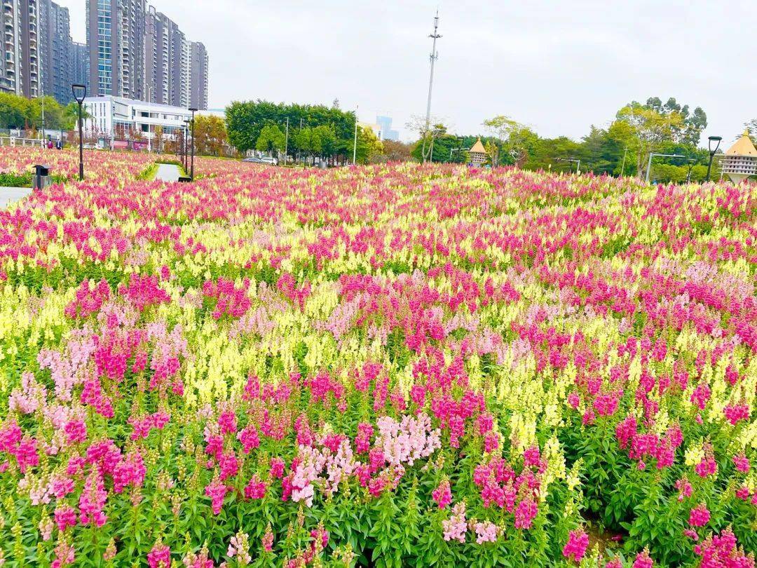 佛山附近花海图片