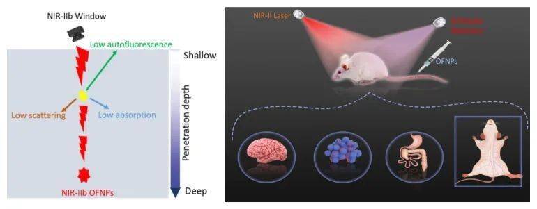 exploration近红外iib窗口有机荧光纳米探针用于活体深层组织成像