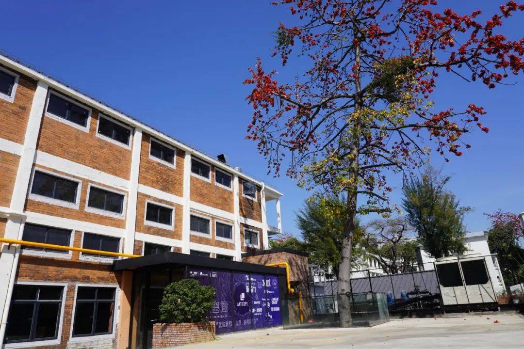 员村的三月浪漫老木棉是主角紫玉兰是惊喜