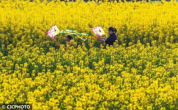 社区|重庆南川：油菜花开“醉”客来