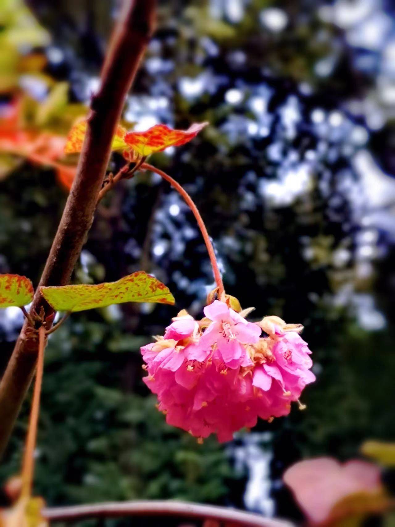 垂吊着盛放的芙蓉花你见过吗