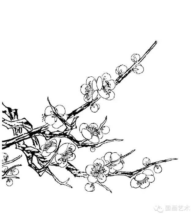 50幅白描梅花,练笔用