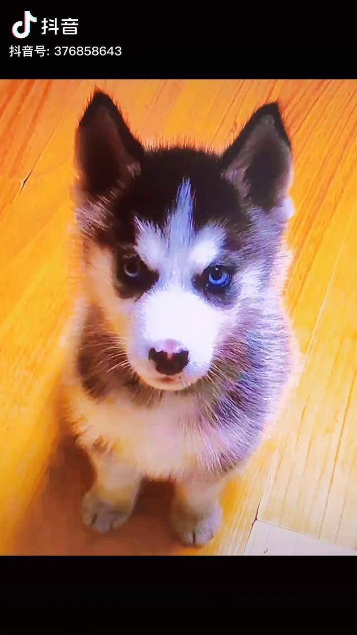 谁家二哈拿来吧你狗狗萌宠哈士奇羊毛毡宠物定制dou上热门