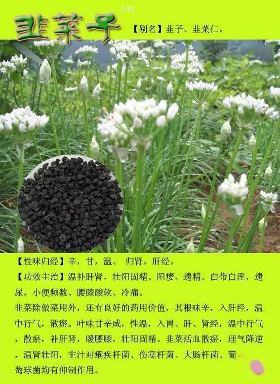 300种常见中草药图谱含功能主治