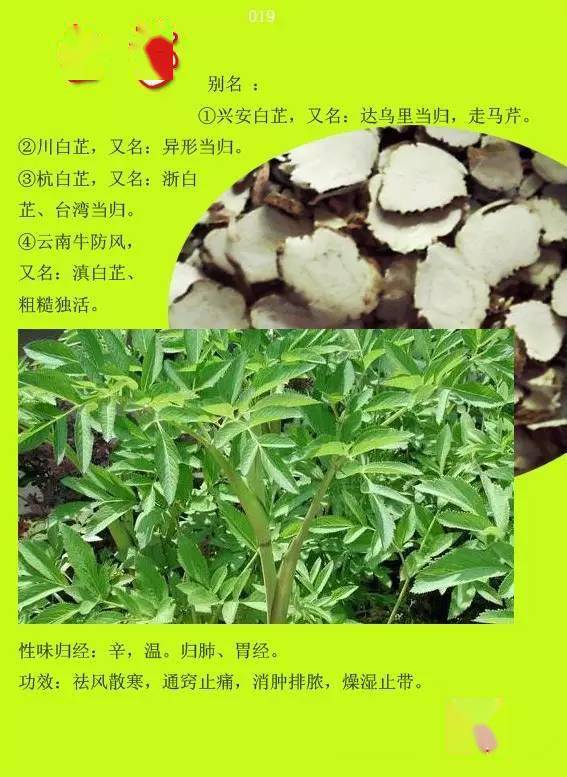 300种常见中草药图谱含功能主治