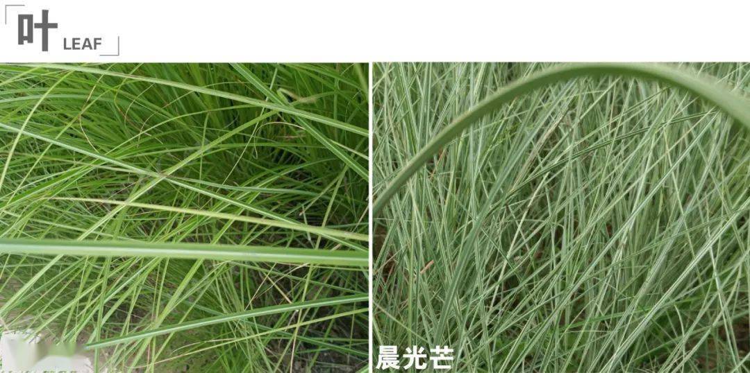 07细叶芒,晨光芒02柳枝稷枝干纤细,由中心向周围偏移向上生长;重