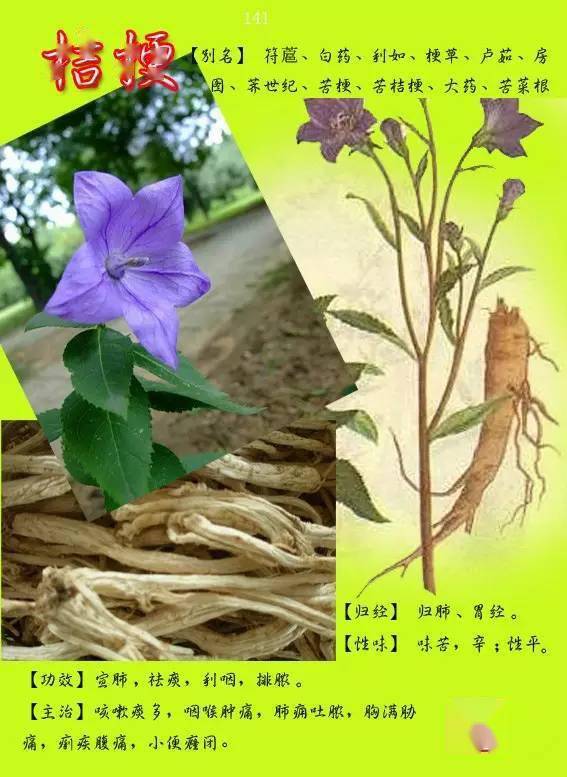 300种常见中草药图谱含功能主治