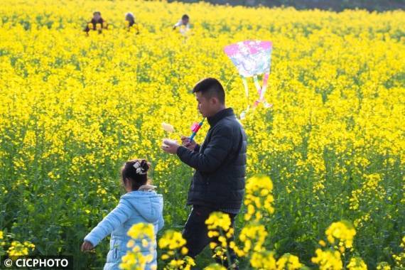 社区|重庆南川：油菜花开“醉”客来