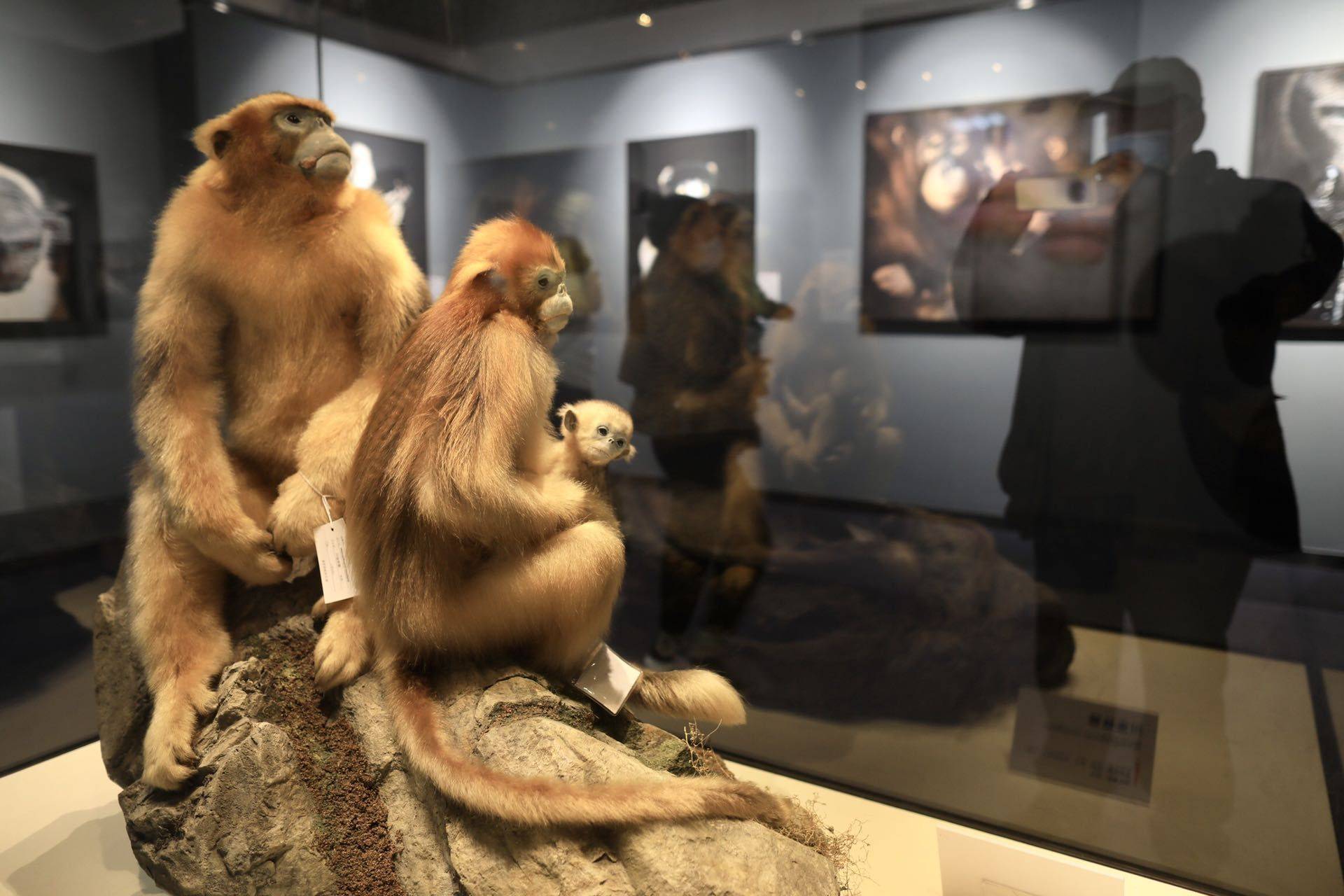 瀕危動物攝影展亮相北京自然博物館可近距離觀看動物微表情