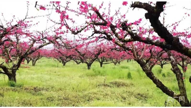 桃花|【赣鄱春景】春到江南花开艳 一抹春色尽开颜