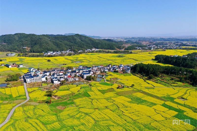 油菜花|航拍赣鄱｜江西多地油菜花进入盛花期