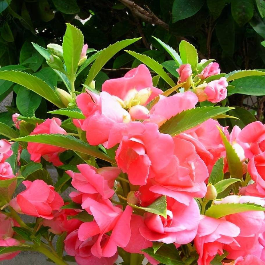 7种漂亮花属于长日照花卉越是多晒太阳越是开花狂野