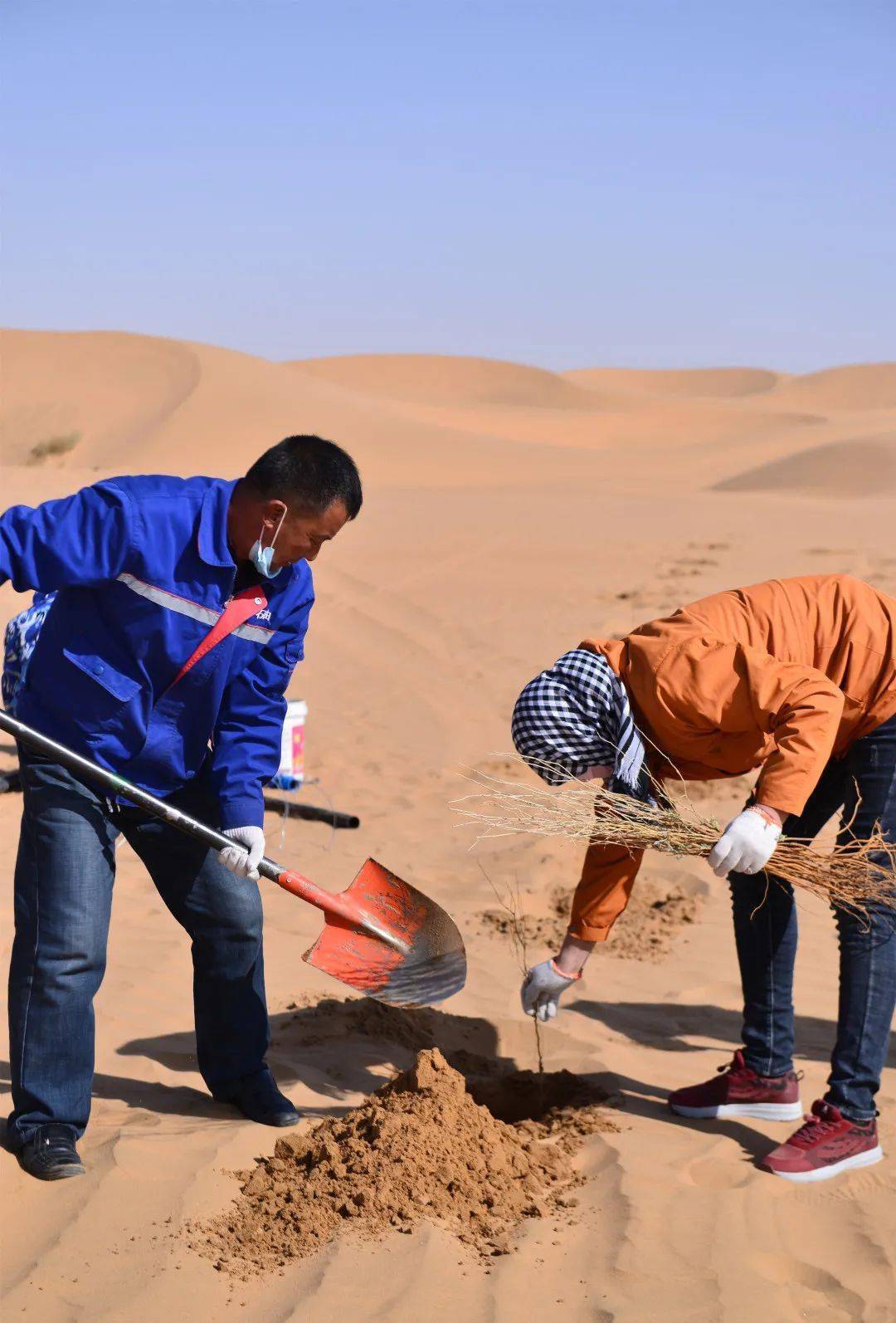 2022植树节活动我在沙漠种一棵梭梭拯救阿拉善10㎡荒漠