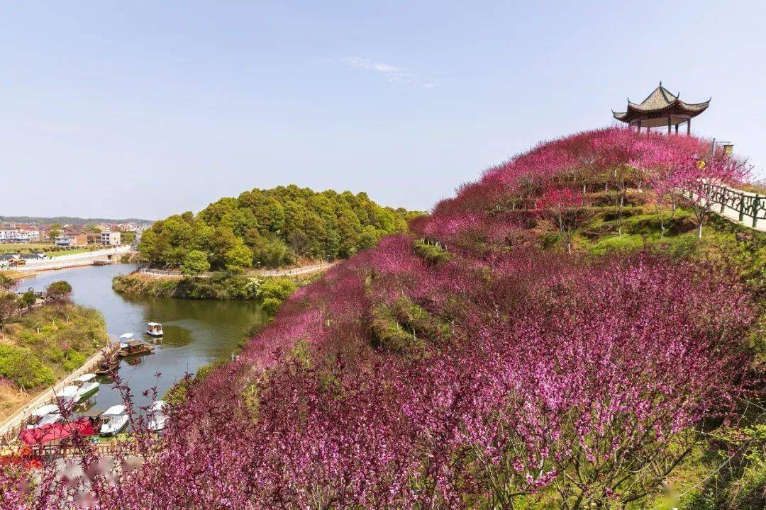 醴陵清水江桃花园图片