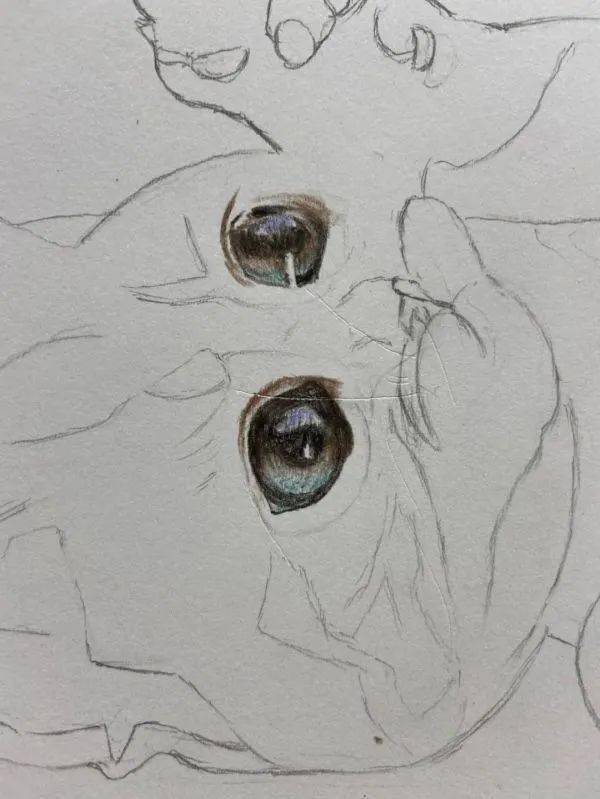 彩铅教程:可爱的小猫画法步骤!