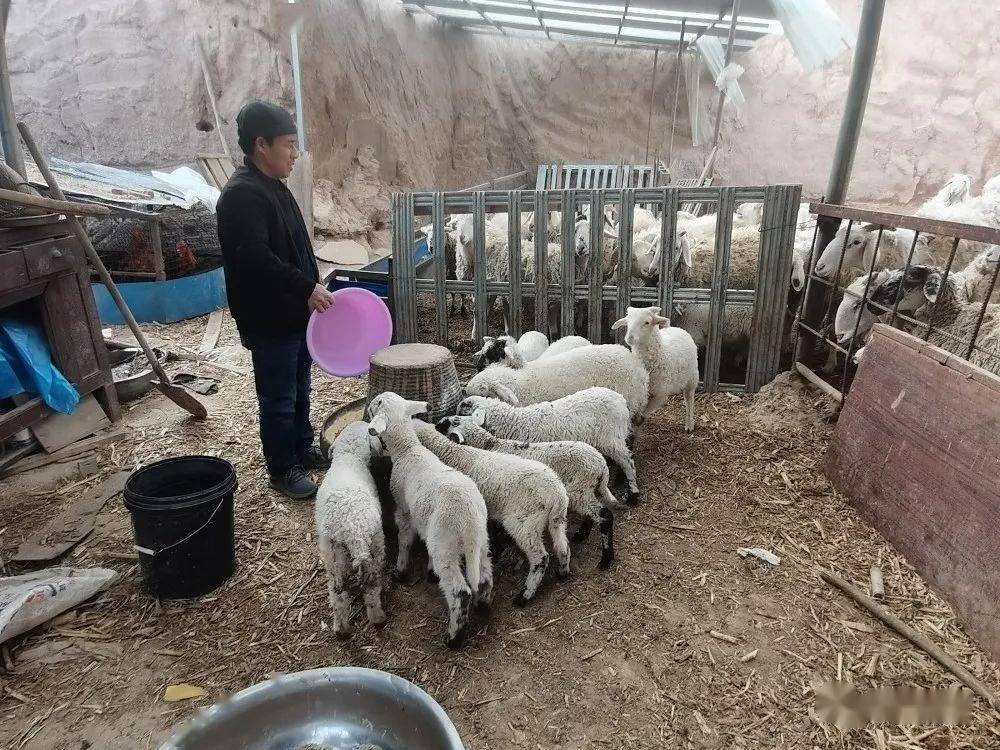 养羊大户胡业勇(养羊专业户胡业勇)