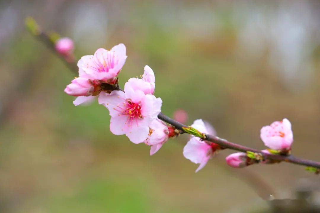 汉阴:看桃花,来这里就对了!