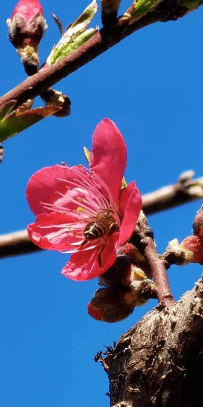 踏春打卡地推荐泰美镇象头山鹰嘴桃园