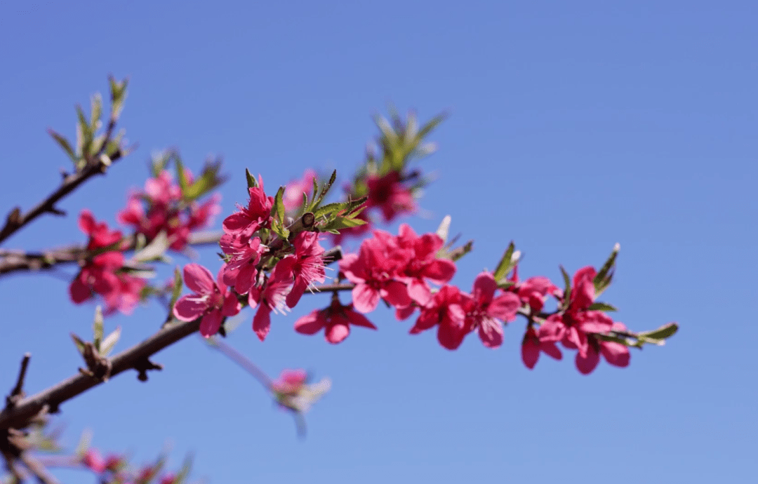 踏春打卡地推荐泰美镇象头山鹰嘴桃园