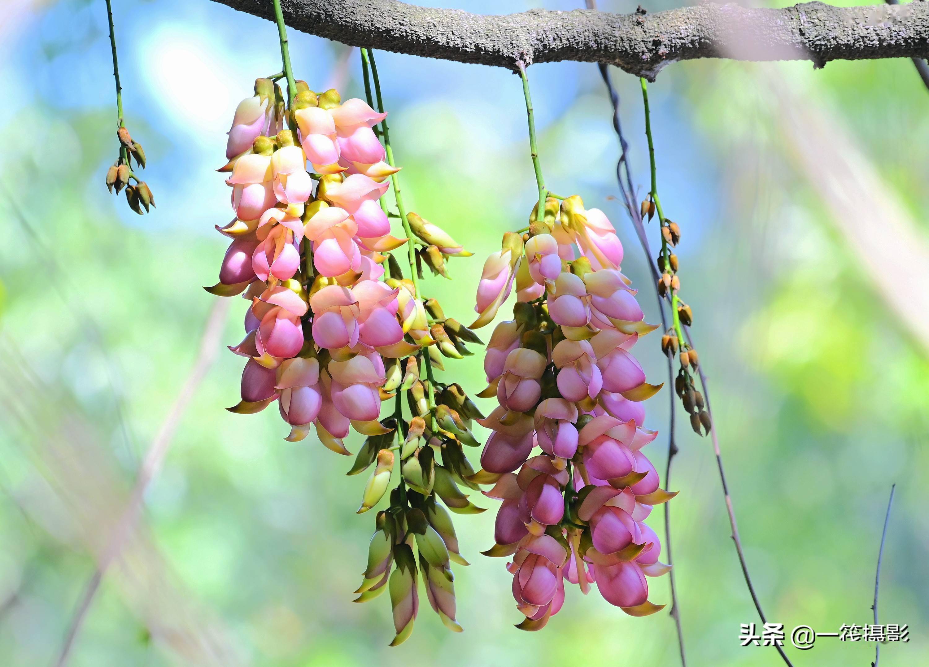 美花欣赏浅粉色禾雀花