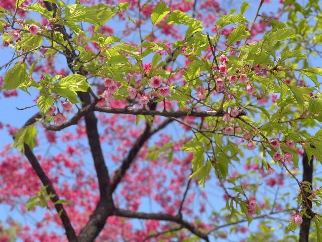 春色撩人红霞簇簇浸染南站