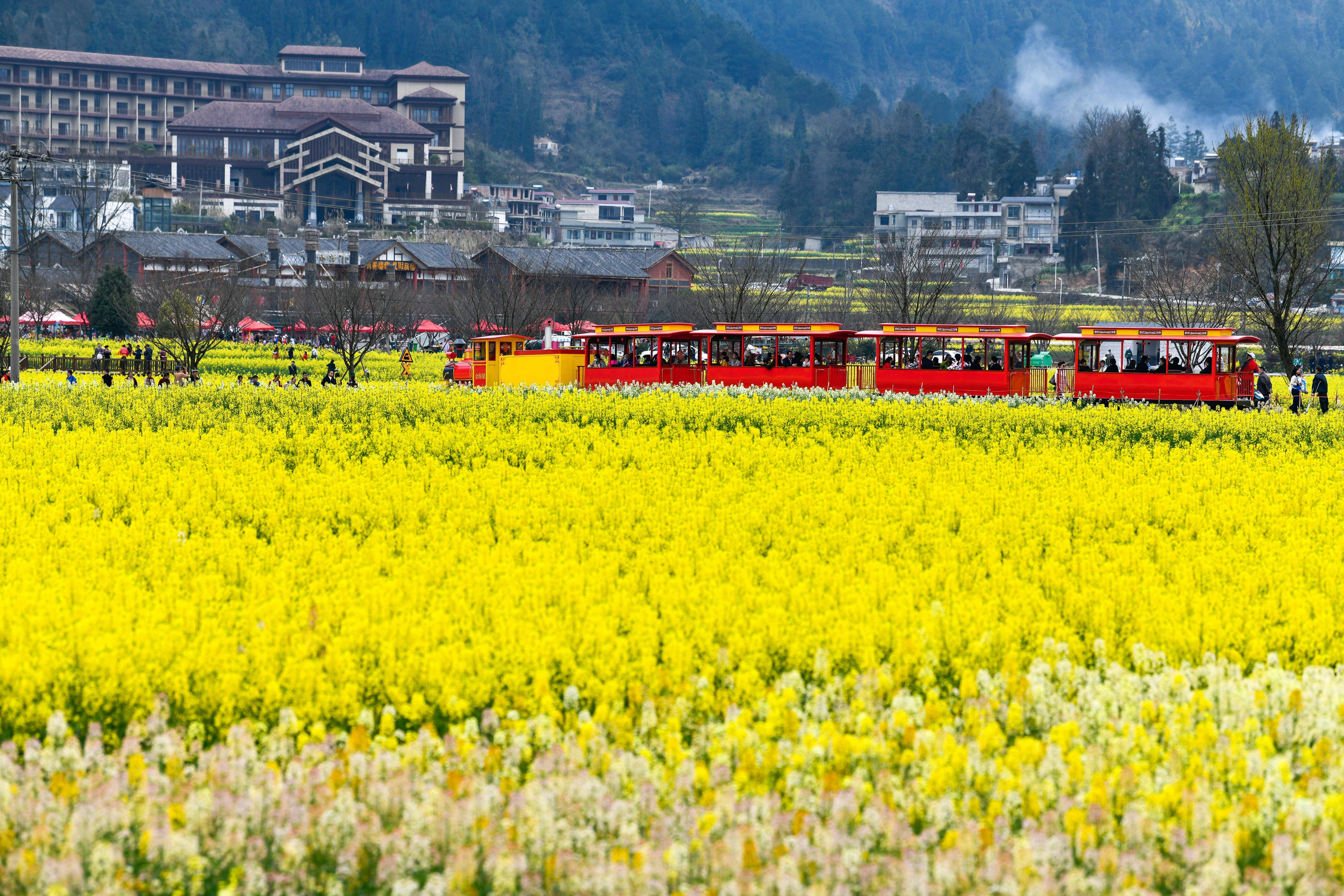 3月11日,在贵州省贵定县盘江镇金海雪山景区,游客乘坐观光小火车