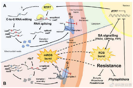 抗病|科学家找到线粒体活性氧调控植物免疫的分子机制