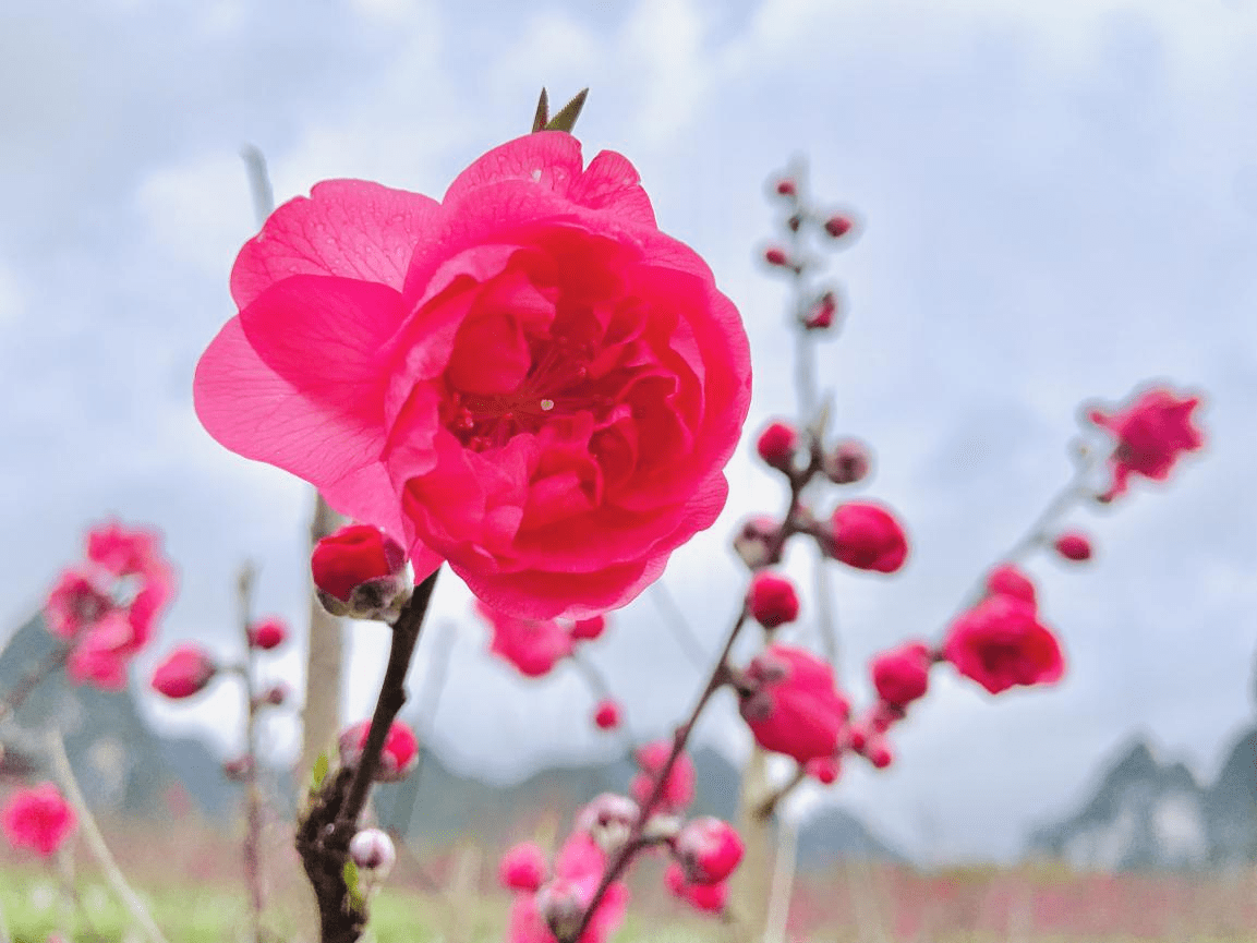 陈莹|中越边关探春季：梦寻桃花源 灼灼芳华惹人醉