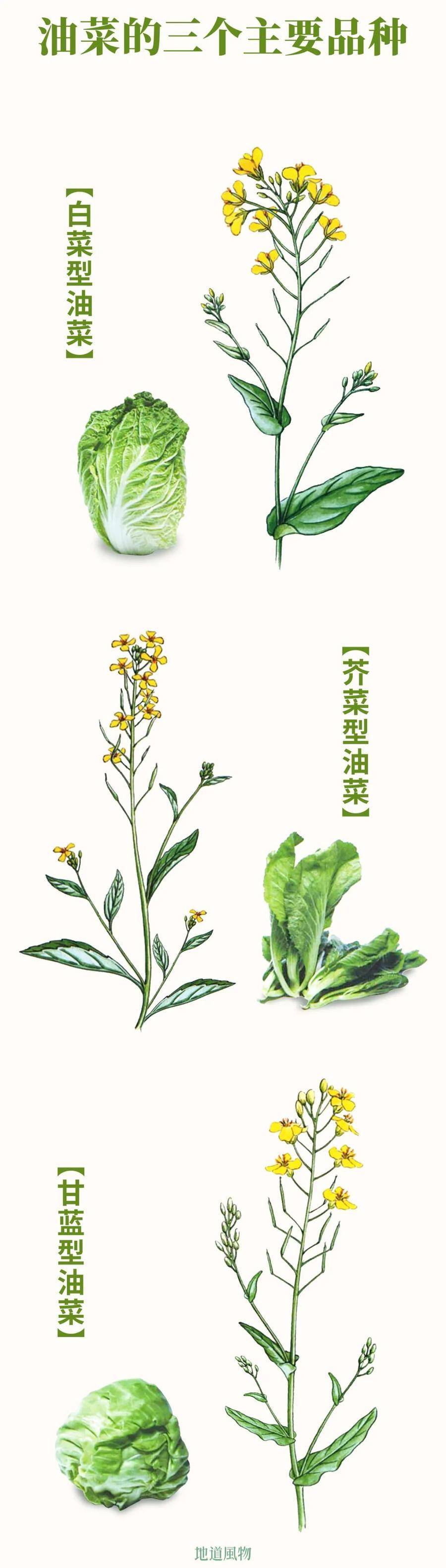 制图/吴玖洋我国原产的白菜型油菜,芥菜型油菜也逐步退休,主流品种