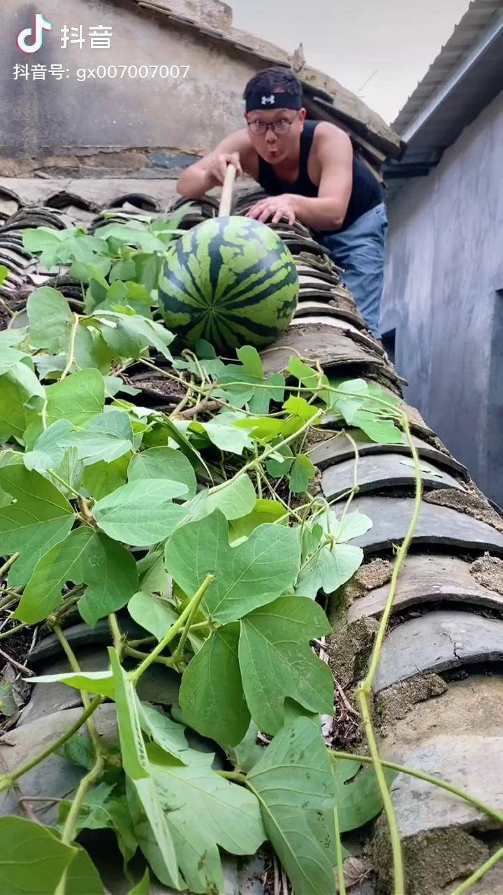 还好我知道顺藤摸瓜,到底是谁摘的?搞笑 原来家电还可以这样 京东潮电