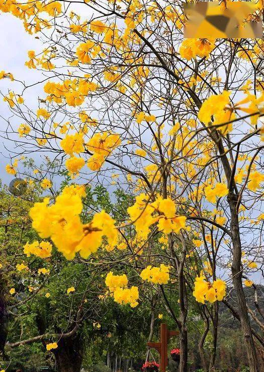 高要黄花风铃图片