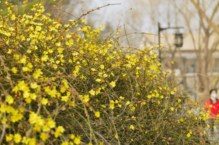 早春时节春意闹