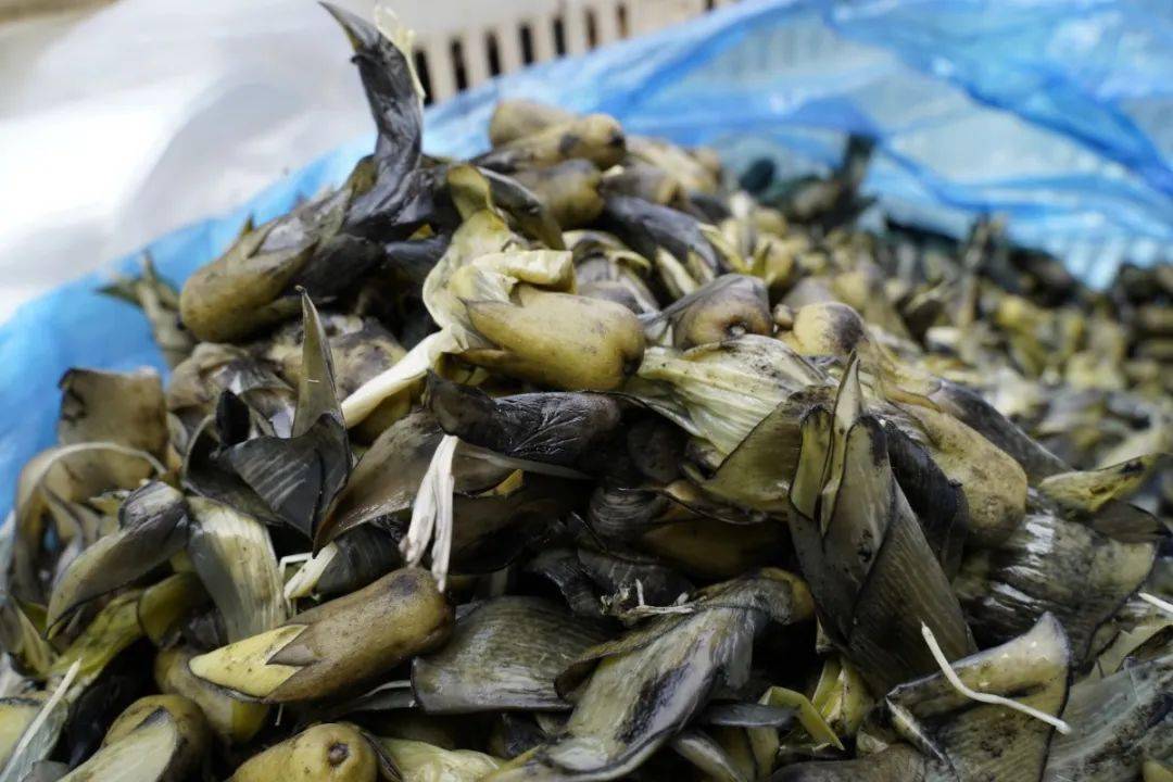 【春味正当食】丘北野菜纷纷上市啦!你尝过了吗?_食用_香椿_味道